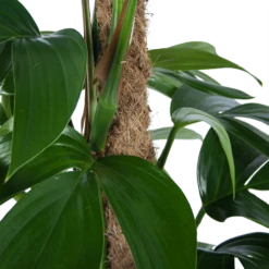 Philodendron Florida Beauty Op Mosstok - P24 H80 - Kamerplant -Woondecoratie Winkel philodendron florida beauty op mosstok p24 h80 6 1
