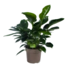 Philodendron Green Princess - P21 H70 - Kamerplant -Woondecoratie Winkel philodendron green princess p21 h70 1 1