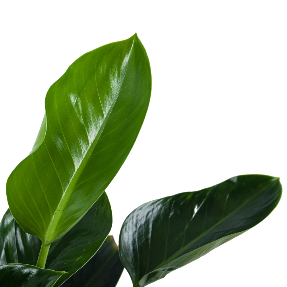 Philodendron Green Princess - P21 H70 - Kamerplant 4 Philodendron Green Princess - P21 H70 - Kamerplant - Afbeelding 2