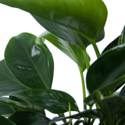 Philodendron Green Princess - P21 H70 - Kamerplant 8 Philodendron Green Princess - P21 H70 - Kamerplant -Woondecoratie Winkel philodendron green princess p21 h70 6