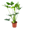 Philodendron Green Wonder - P19 H75 - Kamerplant -Woondecoratie Winkel philodendron green wonder p19 h75 1 2