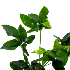 Philodendron Green Wonder - P19 H75 - Kamerplant -Woondecoratie Winkel philodendron green wonder p19 h75 2 2