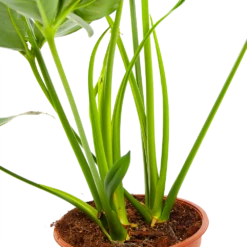 Philodendron Green Wonder - P19 H75 - Kamerplant -Woondecoratie Winkel philodendron green wonder p19 h75 3 2