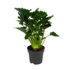 Philodendron Grizzly - P21 H55 - Kamerplant