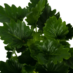 Philodendron Grizzly - P21 H55 - Kamerplant 8 Philodendron Grizzly - P21 H55 - Kamerplant -Woondecoratie Winkel philodendron grizzly p21 h55 6