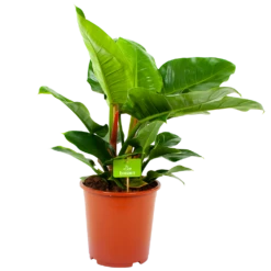 Philodendron Imperial Green - P19 H60 - Kamerplant