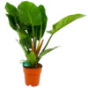 Philodendron Imperial Green - P19 H80 - Kamerplant 2 Philodendron Imperial Green - P19 H80 - Kamerplant -Woondecoratie Winkel philodendron imperial green p19 h80 4