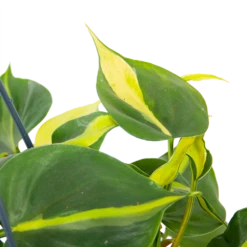 Philodendron Scandens Brasil - In Hangpot - P14 H35 - Kamerplant 8 Philodendron Scandens Brasil - In Hangpot - P14 H35 - Kamerplant -Woondecoratie Winkel philodendron scandens brasil in hangpot p14 h35 6 1