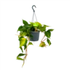 Philodendron Scandens Brasil - In Hangpot - P17 H35 - Kamerplant 1 Philodendron Scandens Brasil - In Hangpot - P17 H35 - Kamerplant -Woondecoratie Winkel philodendron scandens brasil in hangpot p17 h35 1