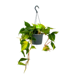 Philodendron Scandens Brasil - In Hangpot - P17 H35 - Kamerplant