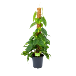 Philodendron Scandens Brasil Op Mosstok - P17 H75 - Kamerplant