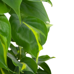Philodendron Scandens Brasil Op Mosstok - P17 H75 - Kamerplant 8 Philodendron Scandens Brasil Op Mosstok - P17 H75 - Kamerplant -Woondecoratie Winkel philodendron scandens brasil op mosstok p17 h75 6 1