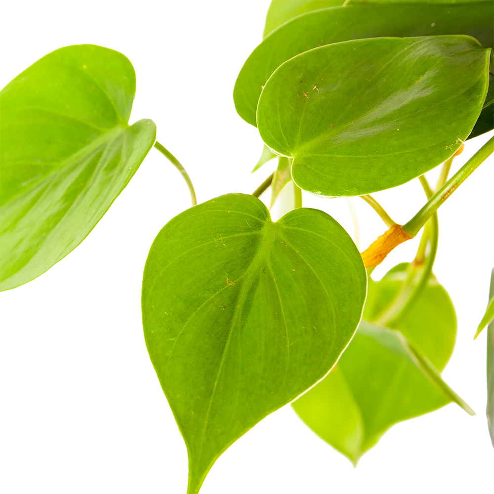 Philodendron Scandens - In Hangpot - P17 H35 - Kamerplant 5 Philodendron Scandens - In Hangpot - P17 H35 - Kamerplant - Afbeelding 3