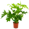 Philodendron Selloum Little Hope - P19 H75 - Kamerplant -Woondecoratie Winkel philodendron selloum little hope p19 h75 4