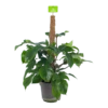 Philodendron Squamiferum Piramide Op Mosstok - P24 H70 - Kamerplant -Woondecoratie Winkel philodendron squamiferum piramide op mosstok p24 h70 1