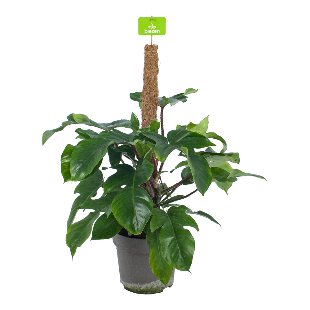 Philodendron Squamiferum Piramide Op Mosstok - P24 H70 - Kamerplant 3 Philodendron Squamiferum Piramide Op Mosstok - P24 H70 - Kamerplant