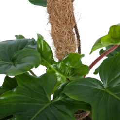 Philodendron Squamiferum Piramide Op Mosstok - P24 H70 - Kamerplant 8 Philodendron Squamiferum Piramide Op Mosstok - P24 H70 - Kamerplant -Woondecoratie Winkel philodendron squamiferum piramide op mosstok p24 h70 6