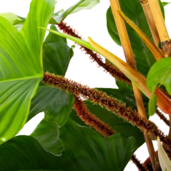 Philodendron Squamiferum Piramide - P19 H75 - Kamerplant -Woondecoratie Winkel philodendron squamiferum piramide p19 h75 6 1