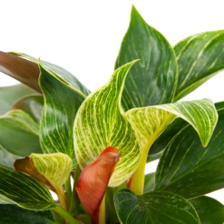 Philodendron White Wave - P13 H30 - Kamerplant -Woondecoratie Winkel philodendron white wave p13 h30 5