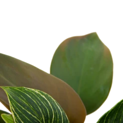 Philodendron White Wave - P13 H30 - Kamerplant -Woondecoratie Winkel philodendron white wave p13 h30 6