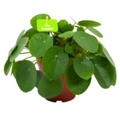Pilea Peperomioides - Pannenkoekenplant - P15 H25 - Kamerplant
