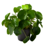 Pilea Peperomioides - Pannenkoekenplant - P17 H35 - Kamerplant -Woondecoratie Winkel pilea peperomioides pannenkoekenplant p17 h35 1