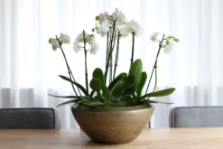 Plantenschaal Kos - D55 X H22cm - Goud -Woondecoratie Winkel plantenschaal kos plantenschaal 2 1 2