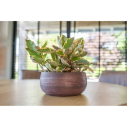 Plantenschaal Lydia - D28 X H13cm - Shiny Purple -Woondecoratie Winkel plantenschaal lydia d28 x h13cm shiny purple plantenschaal 2