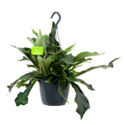 Platycerium Bifurcatum - Hertshoornvaren - In Hangpot - P17 H35 - Kamerplant