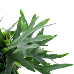 Platycerium Bifurcatum - Hertshoornvaren - In Hangpot - P21 H60 - Kamerplant 8 Platycerium Bifurcatum - Hertshoornvaren - In Hangpot - P21 H60 - Kamerplant -Woondecoratie Winkel platycerium bifurcatum hertshoornvaren in hangpot p21 h60 6