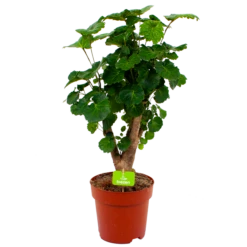 Woondecoratie Winkel 29 Polyscias Fabian - Aralia - P19 H65 - Kamerplant