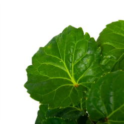 Woondecoratie Winkel -Woondecoratie Winkel polyscias fabian aralia p19 h65 5