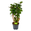 Polyscias Fabian - Aralia - P24 H100 - Kamerplant -Woondecoratie Winkel polyscias fabian aralia p24 h100 1 1