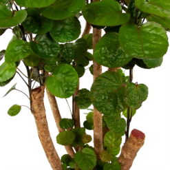 Polyscias Fabian - Aralia - P24 H100 - Kamerplant -Woondecoratie Winkel polyscias fabian aralia p24 h100 6 1