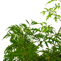 Polyscias Hawaiiana Ming - Aralia - P19 H65 - Kamerplant -Woondecoratie Winkel polyscias hawaiiana ming aralia p19 h65 5