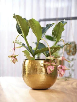 Bloempot Kody - D30 X H25cm - Goud 7 Bloempot Kody - D30 X H25cm - Goud -Woondecoratie Winkel pot kody gold d30 h25 bloempot 7 11