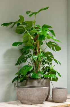 Bloempot Mira - D39 X H36cm - Wit 5 Bloempot Mira - D39 X H36cm - Wit -Woondecoratie Winkel pot mira d39 h36cm industrieel wit bloempot 6 11