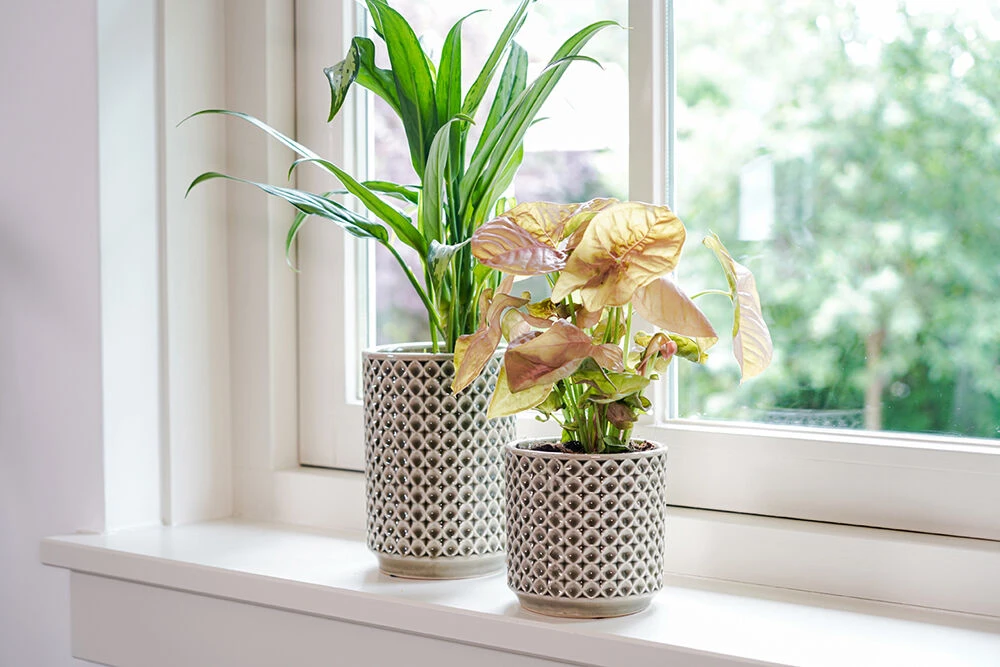 Bloempot Thies - D17 X H15cm - Olijf Groen 4 Bloempot Thies - D17 X H15cm - Olijf Groen - Afbeelding 2