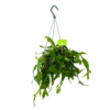 Rhipsalis Elliptica - In Hangpot - P17 H40 - Kamerplant -Woondecoratie Winkel rhipsalis elliptica in hangpot p17 h40 1