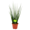 Sansevieria Fernwoord Mikado - Vrouwentong - P14 H55 - Kamerplant -Woondecoratie Winkel sansevieria fernwoord mikado vrouwentong p14 h55 4