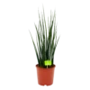Sansevieria Fernwoord Mikado - Vrouwentong - P19 H75 - Kamerplant 2 Sansevieria Fernwoord Mikado - Vrouwentong - P19 H75 - Kamerplant -Woondecoratie Winkel sansevieria fernwoord mikado vrouwentong p19 h75 1 2