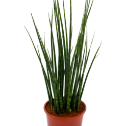 Sansevieria Fernwoord Mikado - Vrouwentong - P19 H75 - Kamerplant -Woondecoratie Winkel sansevieria fernwoord mikado vrouwentong p19 h75 5 2