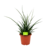 Sansevieria Fernwoord Punk - Vrouwentong - P25 H60 - Kamerplant -Woondecoratie Winkel sansevieria fernwoord punk vrouwentong p25 h60 1 2