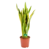 Sansevieria Laurentii - Vrouwentong - P21 H80 - Kamerplant -Woondecoratie Winkel sansevieria laurentii vrouwentong p21 h80 kamerplant 1
