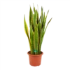 Sansevieria Laurentii - Vrouwentong - P30 H110 - Kamerplant -Woondecoratie Winkel sansevieria laurentii vrouwentong p30 h110 kamerplant 1