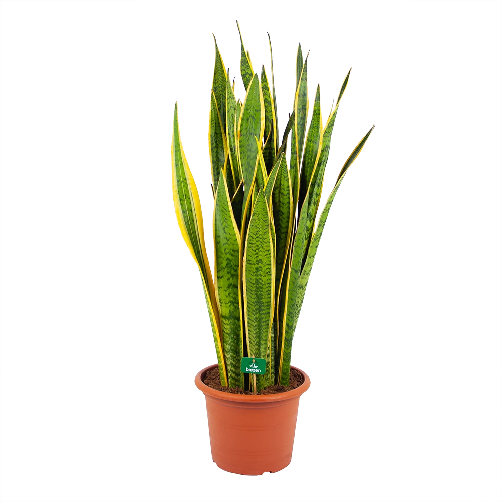 Sansevieria Laurentii - Vrouwentong - P30 H110 - Kamerplant 3 Sansevieria Laurentii - Vrouwentong - P30 H110 - Kamerplant