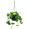 Scindapsus Pictus Trebie - Epipremnum - In Hangpot - P15 H20 - Kamerplant -Woondecoratie Winkel scindapsus pictus trebie epipremnum in hangpot p15 1 1