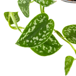 Scindapsus Pictus Trebie - Epipremnum - In Hangpot - P15 H20 - Kamerplant -Woondecoratie Winkel scindapsus pictus trebie epipremnum in hangpot p15 6 1