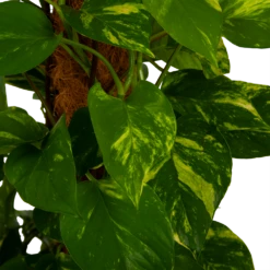 Scindapsus Pinnatum Aureum Op Mosstok - Epipremnum - P27 H150 - Kamerplant -Woondecoratie Winkel scindapsus pinnatum aureum op mosstok epipremnum p27 h150 4