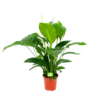 Spathiphyllum Wallisii - Lepelplant - P19 H80 Wit - Kamerplant 1 Spathiphyllum Wallisii - Lepelplant - P19 H80 Wit - Kamerplant -Woondecoratie Winkel spathiphyllum wallisii lepelplant p19 h80 wit 1 1